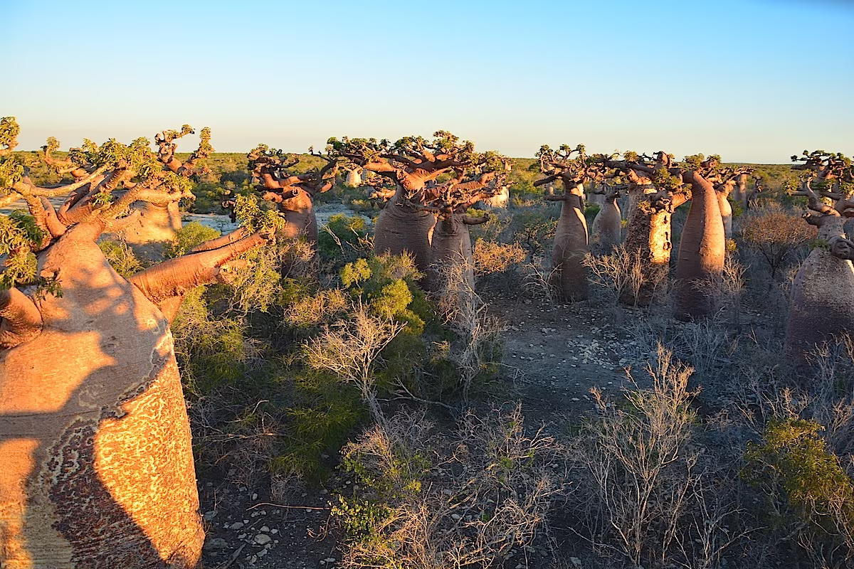 L'anello del sud: dalla Tsiribihina al Monte Ibity, passando per i Tsingy di Bemaraha